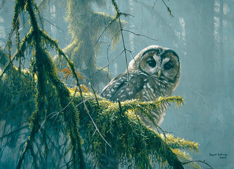 Mossy Branches - Spotted Owl, Robert Bateman