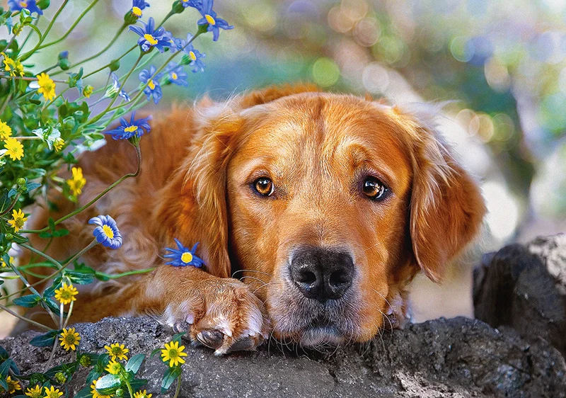 Golden Innocence, Maria Draper