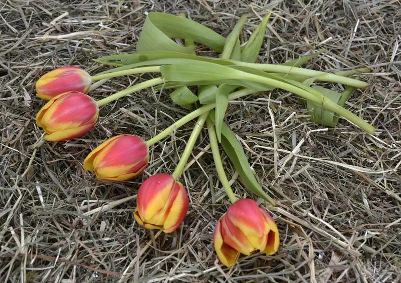 27670 Natur - Tulpen Puzzle
