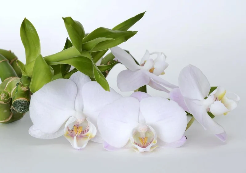 26958 Natur - Orchideenblüte Puzzle