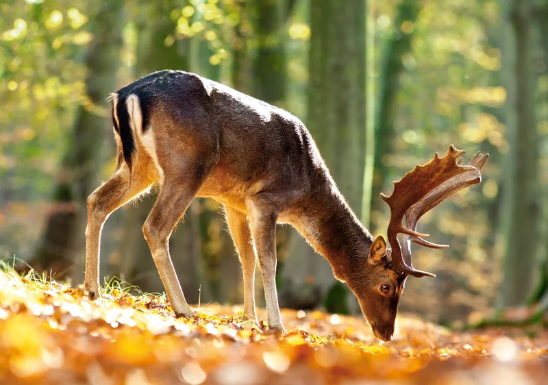 King of the Forest
