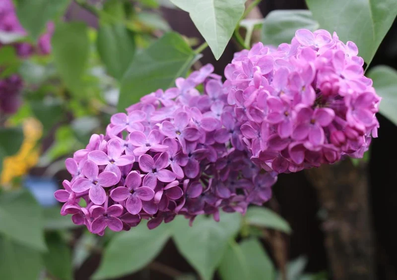 27865 Natur - Blume Puzzle