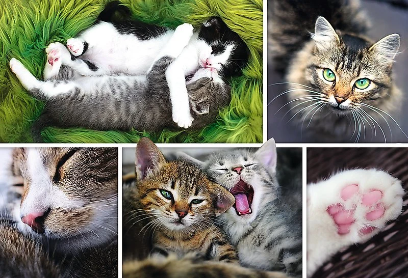 Just Cat Things (Collage)