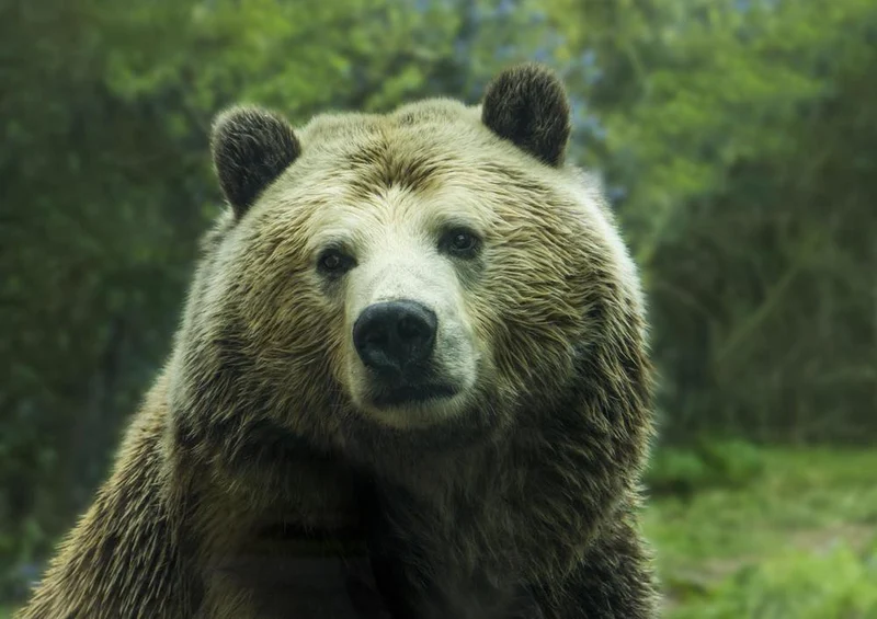28739 Tierwelt - Grizzlybär Puzzle