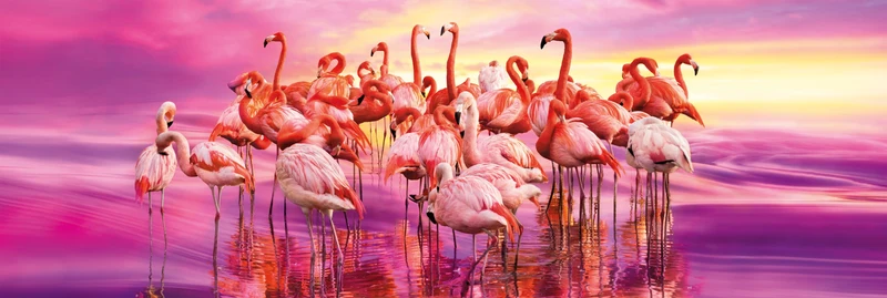 Flamingo Dance (Panorama) / ( Dance des flamants)