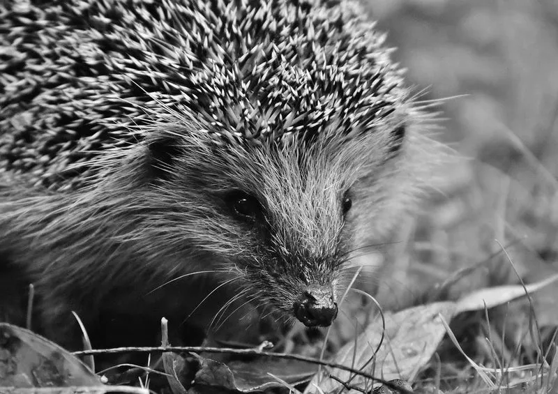 28729 Tierwelt - Igel Puzzle