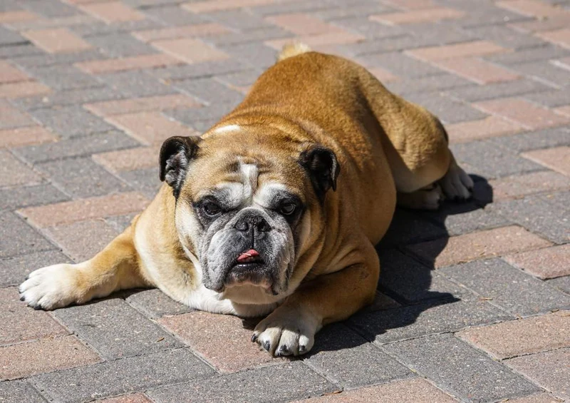 29393 Tierwelt - Bulldogge Puzzle