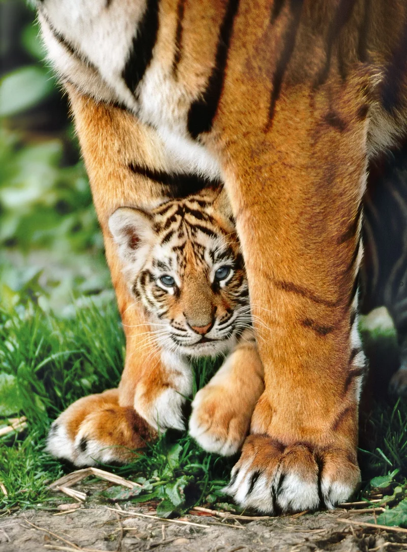 Bengal Tiger Cub Between Its Mother's Legs ( Petit tigre de Bengalie)