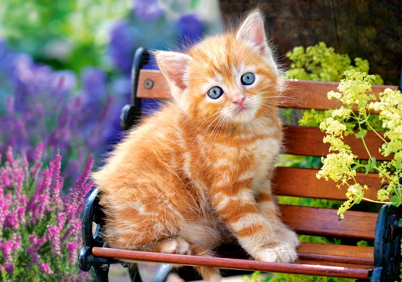 Ginger Kitten, Greg Cuddiford