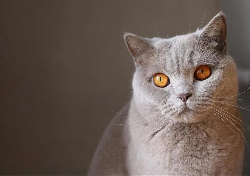 28694 Tierwelt - Katze Puzzle