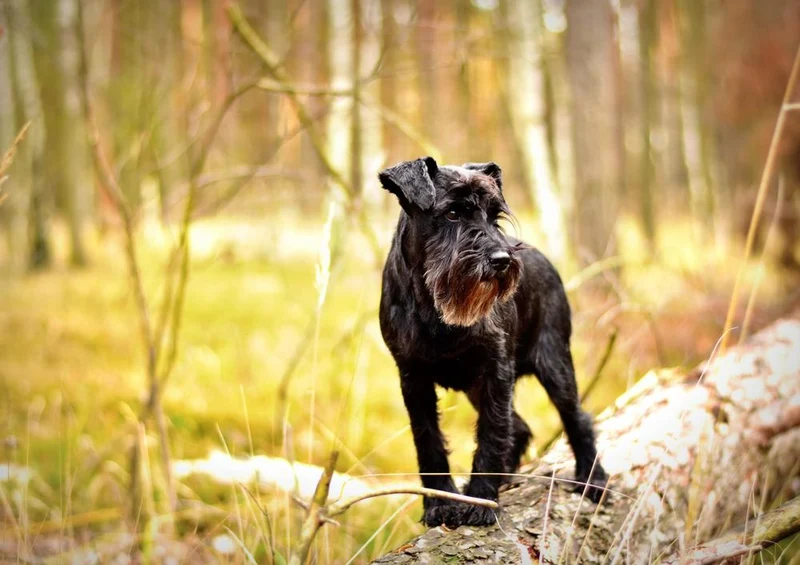 29298 Tierwelt - Zwergschnauzer Puzzle