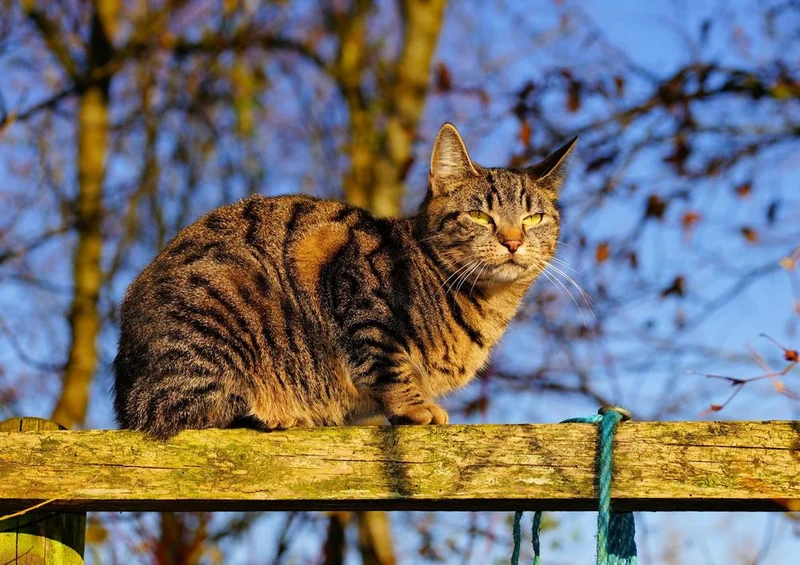 29293 Tierwelt - Katze Puzzle