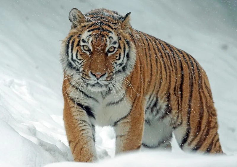 17111 Tierwelt - Tiger im Schnee Puzzle