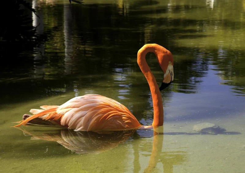 28144 Tierwelt - Flamingo Puzzle