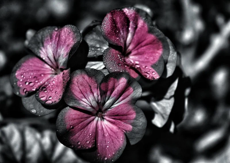 27023 Natur - Blumen Puzzle