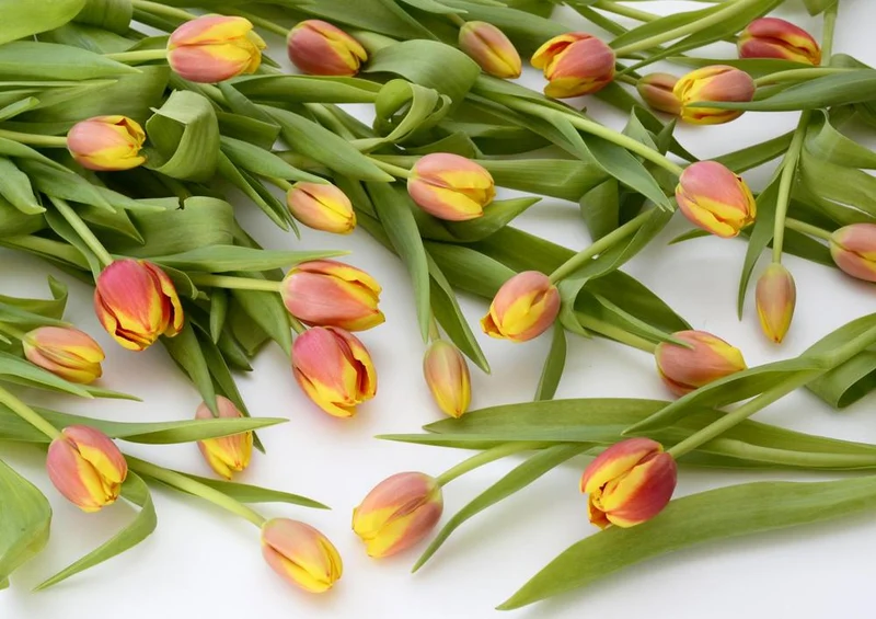 23814 Natur - Tulpen Puzzle