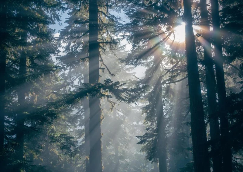 26868 Natur - Sonnenlicht Puzzle
