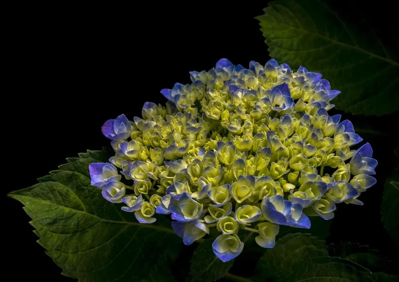 26943 Natur - Blumen Puzzle
