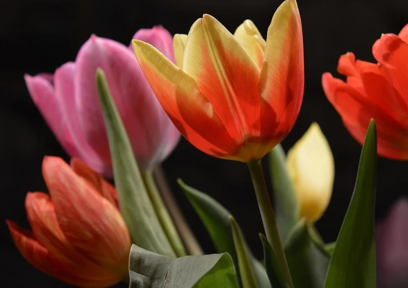 17015 Natur - Tulpe Puzzle