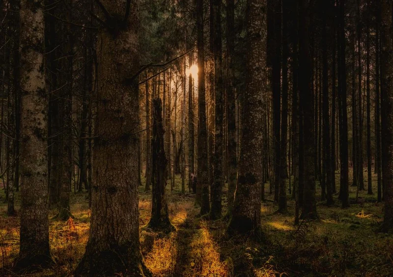 27825 Natur - Bäume Puzzle
