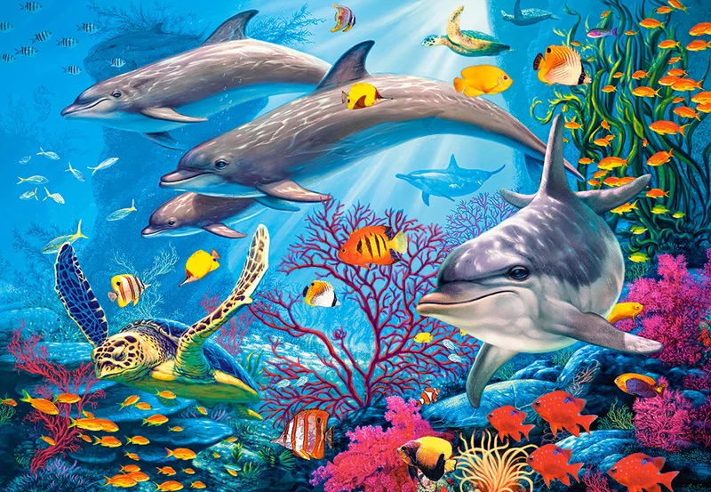 Secrets of the Reef, Steve Read