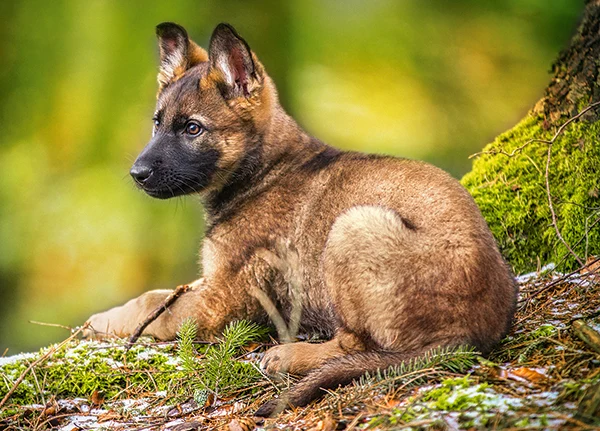 Puppy in the Forest