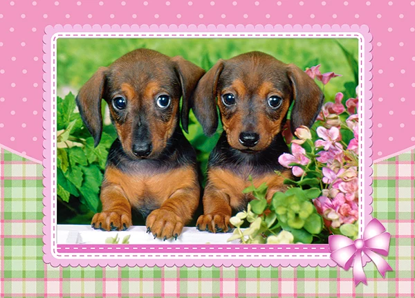 Dachshund Puppies, Faith A. Uridel