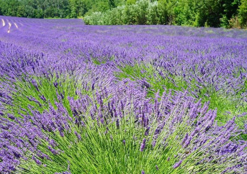 27233 Natur - Lavendelfeld Puzzle