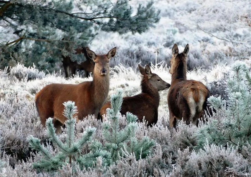 27013 Tierwelt - Hirsch Puzzle