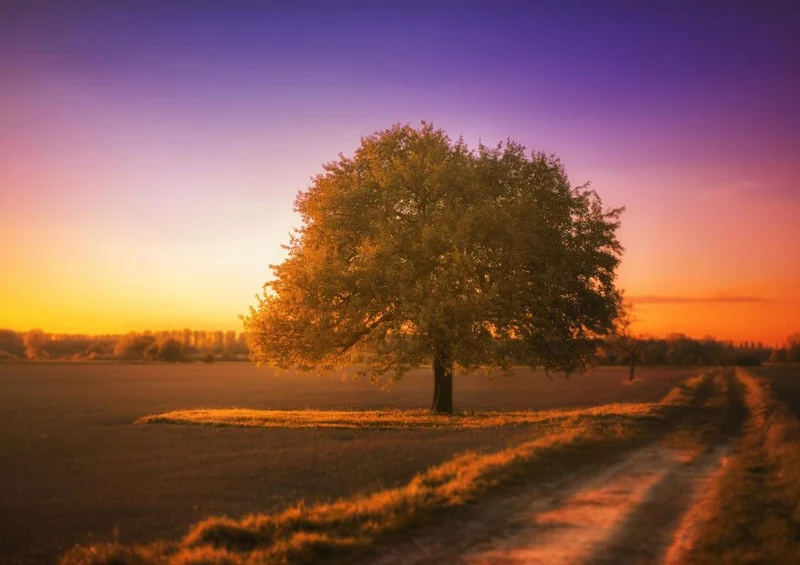 27393 Natur - Baum Puzzle
