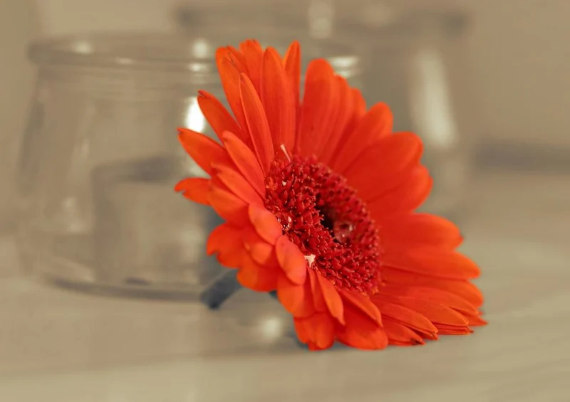 26933 Hintergründe - Gerbera Puzzle