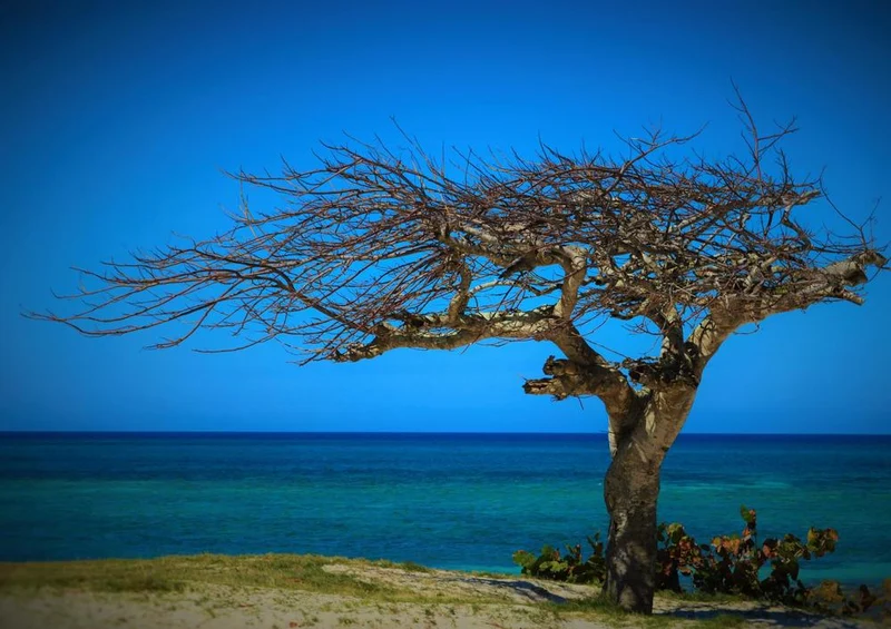 26858 Natur - Baum am Wasser Puzzle