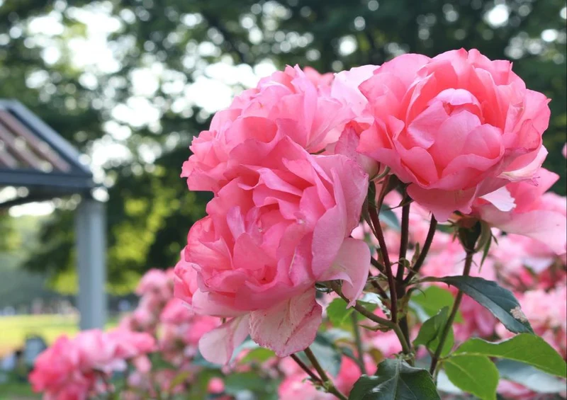 23809 Natur - Rose Puzzle