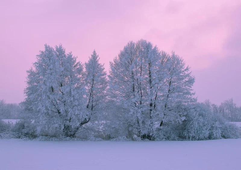 23799 Natur - Bäume im Schnee Puzzle
