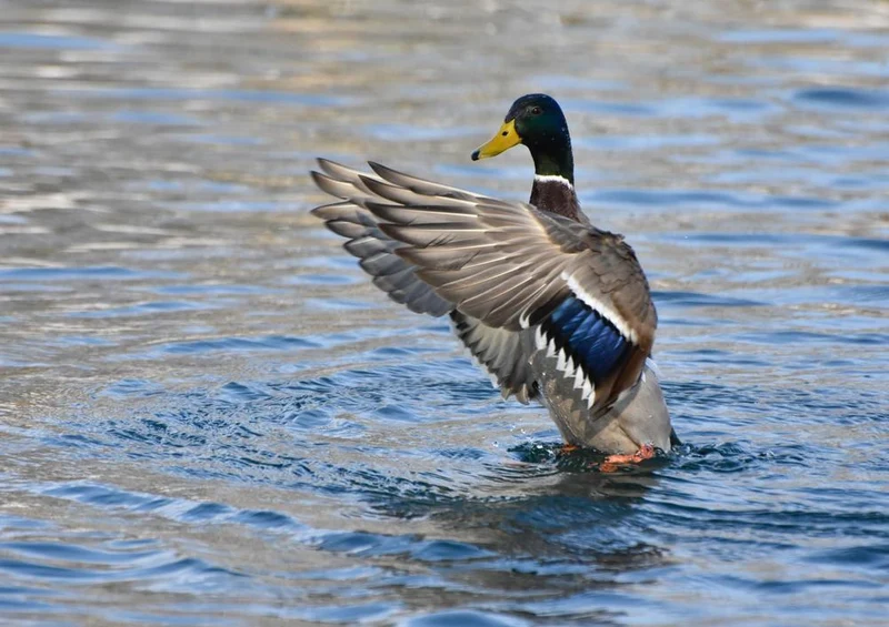 28939 Tierwelt - Ente Puzzle