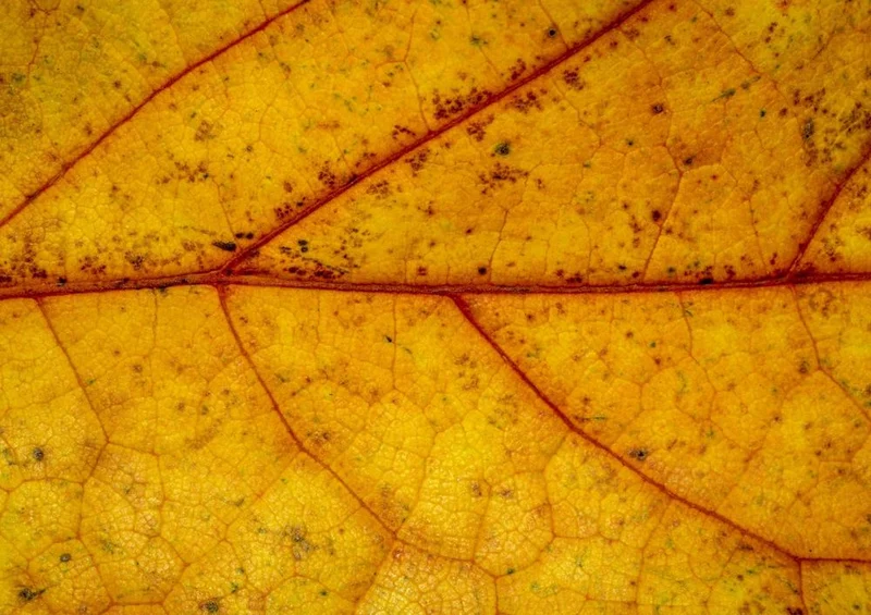 28934 Natur - Herbstlaub Puzzle