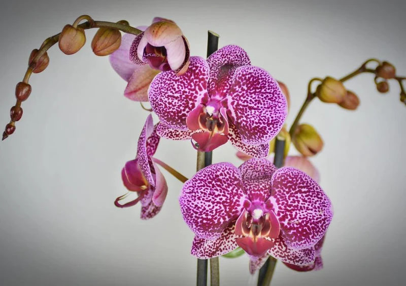 27313 Natur - Orchidee Puzzle