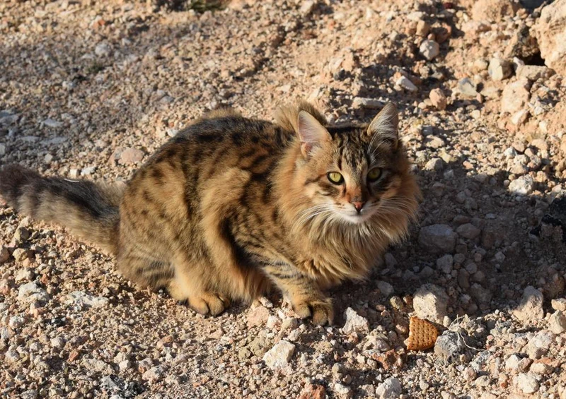 28994 Tierwelt - Katze Puzzle