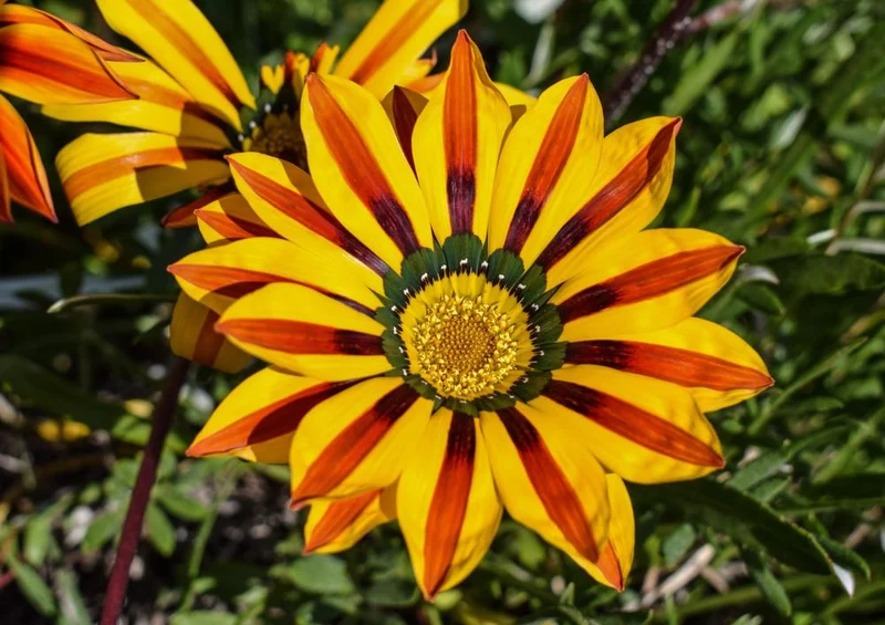 27795 Natur - Blume Puzzle