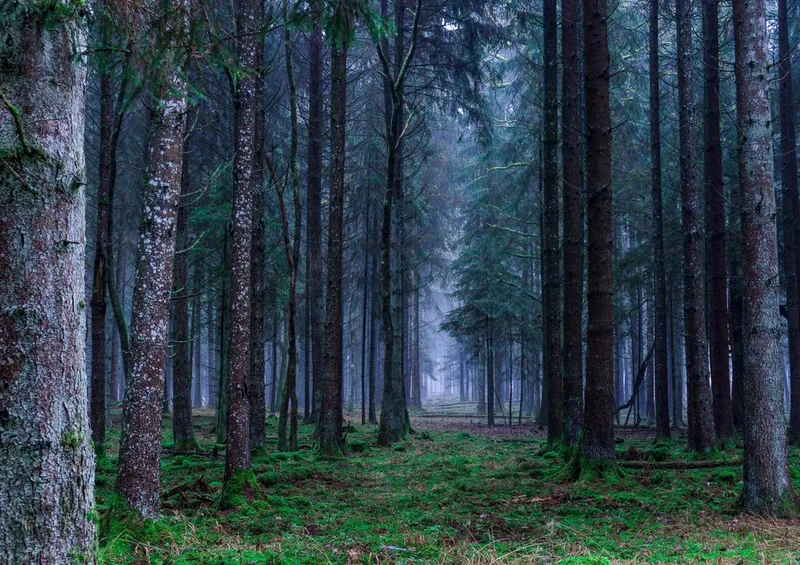 27765 Natur - Wald Puzzle