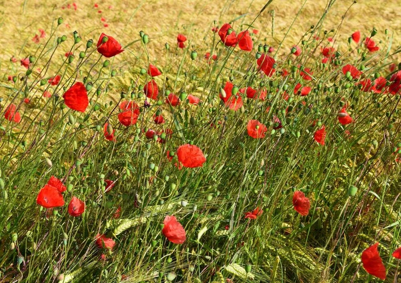 27223 Natur - Klatschmohn Puzzle