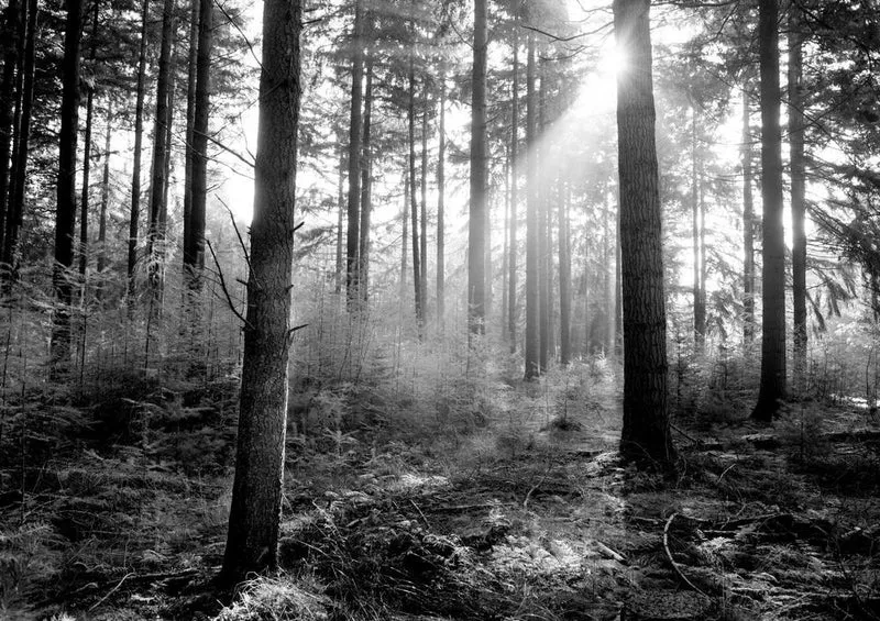 28574 Natur - Wald Puzzle