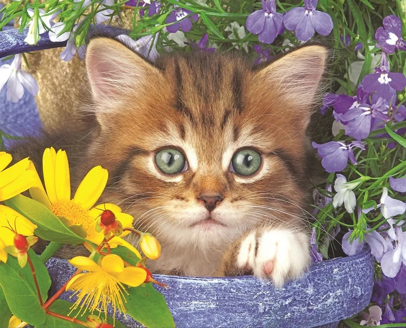 Garden Helper, Greg Cuddiford