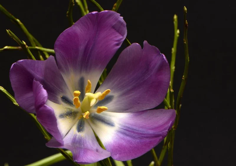 27088 Natur - Tulpenblüte Puzzle