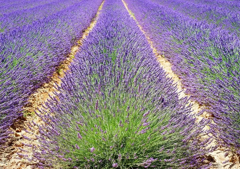 28919 Natur - Lavendel Puzzle