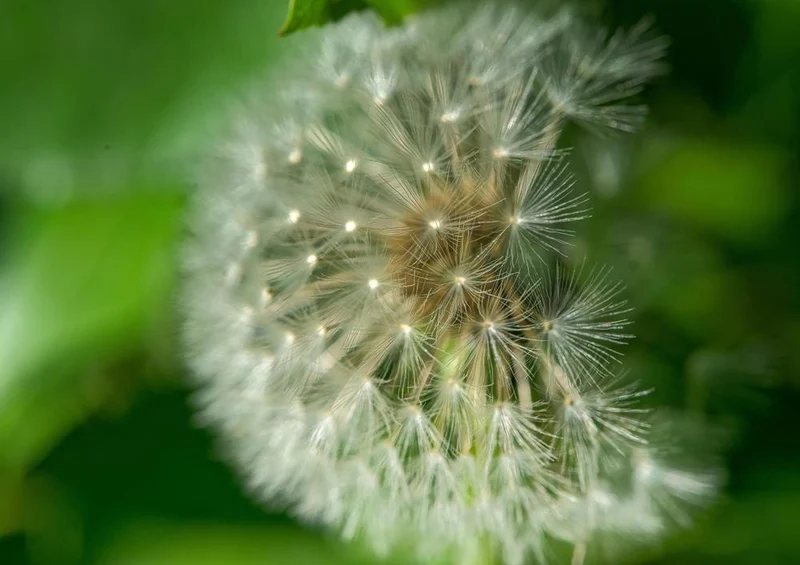 27263 Natur - Pusteblume Puzzle