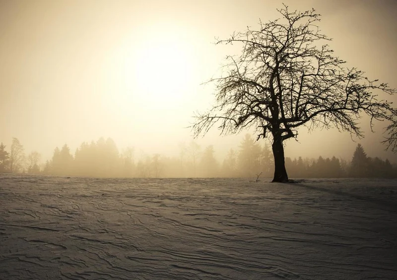 28904 Natur - Baum Puzzle