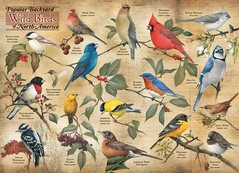 Popular Backyard Birds of North America, Catherine McClung