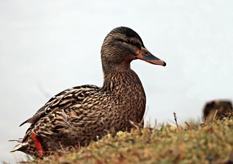 27755 Tierwelt - Ente Puzzle