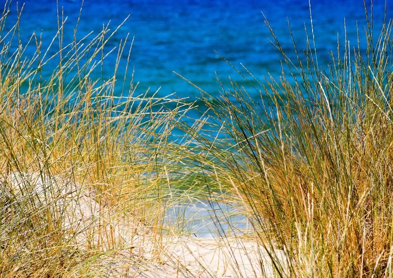 26683 Natur - Schilf Puzzle